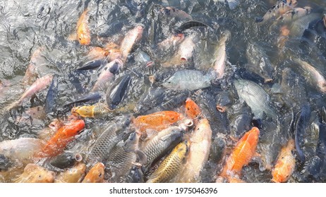 The Goldfish Is A Freshwater Fish In The Family Cyprinidae Of Order Cypriniformes.