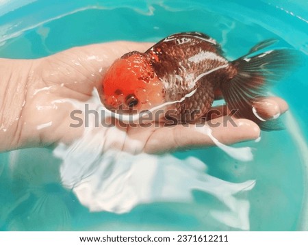Goldfish are freshwater fish in the family Cyprinidae of the order Cypriniformes. It is usually kept as a pet in indoor aquariums, and is one of the most popular aquarium fish.