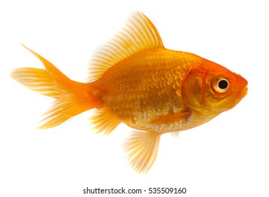 Золотая рыбка перед белым фоном