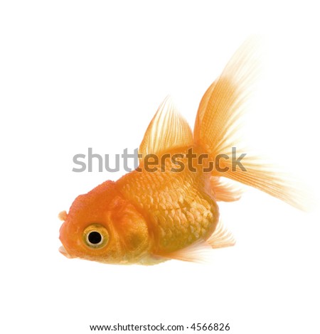 Goldfish in front of a white background
