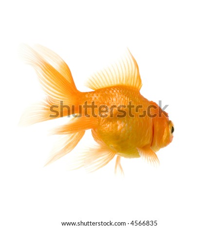 Goldfish in front of a white background