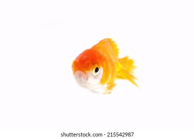 Goldfish Gold Orange Color Swimming Action Stock Photo 215542987 ...