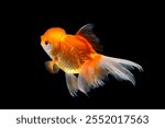 Goldfish isolated on black background. Oranda goldfish