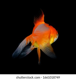 金魚 の画像 写真素材 ベクター画像 Shutterstock