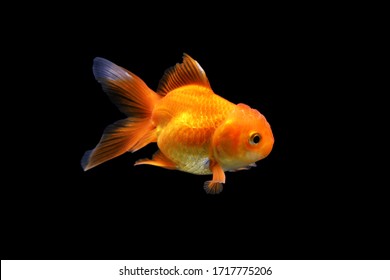 Goldenfish Images Stock Photos Vectors Shutterstock