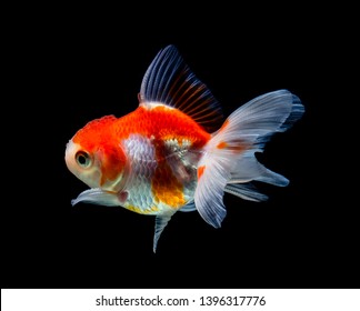 Unduh 510+ Background Aquarium Arwana Golden Red Gratis Terbaik