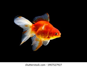 金魚 の画像 写真素材 ベクター画像 Shutterstock