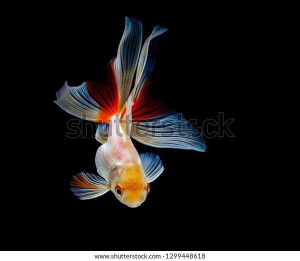 Goldfish Isolated On Dark Black Background Stock Photo Edit Now 1299448618