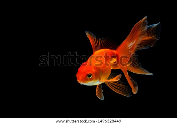 Goldfish Isolated On Dark Black Background Stock Photo Edit Now 1496328449