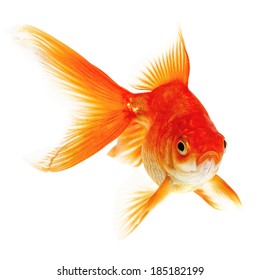 Goldfish Isolated On White Background Stock Photo 185182199 | Shutterstock