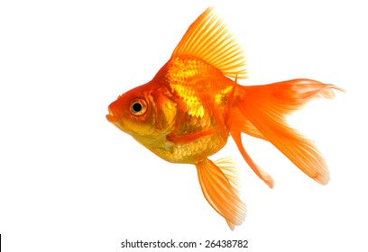 Goldfish Isolated On White Background Stock Photo (Edit Now) 64492612