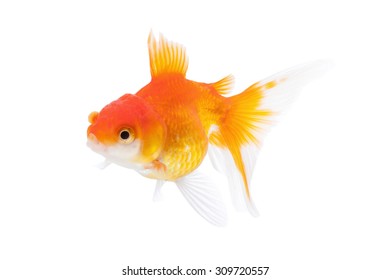 Goldfish Isolated On White Background Stock Photo 309720557 | Shutterstock