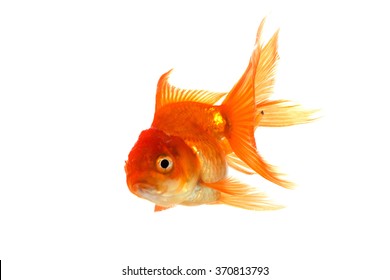 Goldfish Isolated On White Background Stock Photo 370813793 | Shutterstock