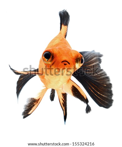 goldfish isolated on white background