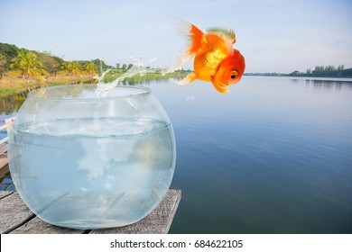 Fish Escaping Bowl Images Stock Photos Vectors Shutterstock