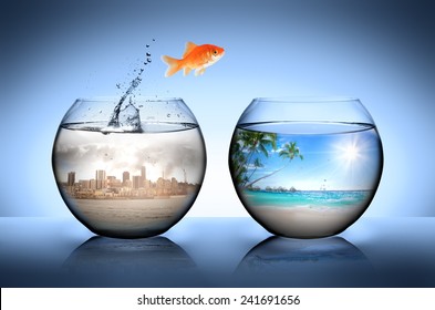 Poisson Rouge Hd Stock Images Shutterstock Poisson Rouge Hd Stock Images Shutterstock