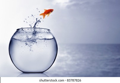 Goldfish Jumping Into The Sea