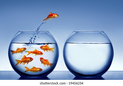 Goldfish Jumping Out Of The Water