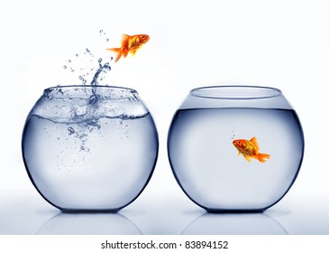 Goldfish Jumping Out Of The Water