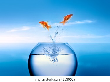 goldfish jumping out of the water - Shutterstock ID 8530105