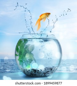 Goldfish jumping out of water and beautiful seascape on background  - Shutterstock ID 1899459877