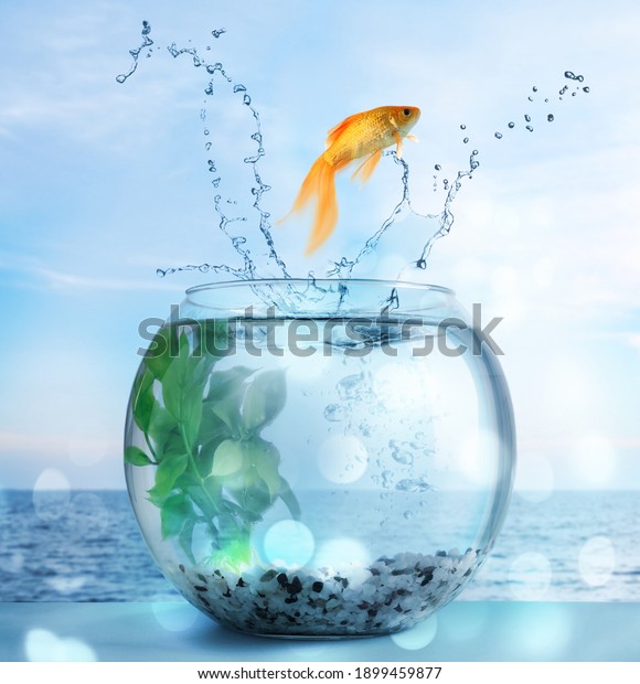 Goldfish jumping out of water and beautiful seascape on\
background 