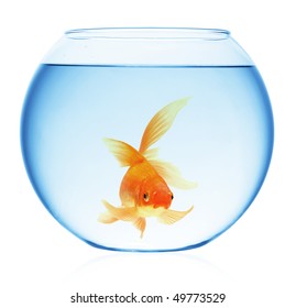 18,497 Gold fish bowl Images, Stock Photos & Vectors | Shutterstock