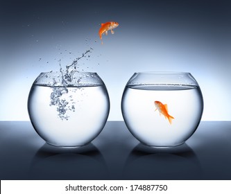 3,540 Goldfish love Images, Stock Photos & Vectors | Shutterstock