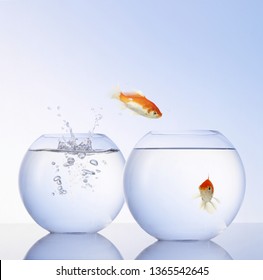 Goldfish Jumps Into Another Aquarium Stock Photo 1365542645 | Shutterstock