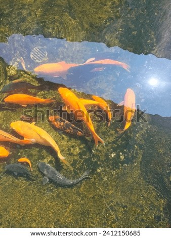 Goldfish or more commonly referred to as goldfish with the scientific name Carassius Auratus Auratus is a freshwater fish that comes from the Cyprinidae family and the Cypriniformes order.