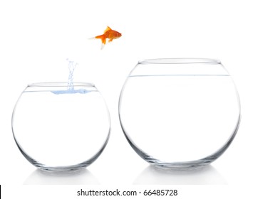 Goldfish Moving To A Better And Bigger House