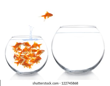 Goldfish Moving To A Bigger House