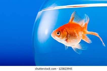 Goldfish On A Blue Background