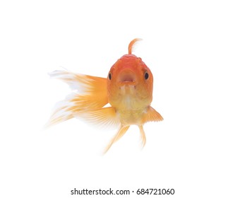 Goldfish On Transparent Background Stock Photo 684721060 