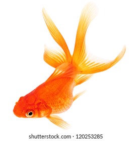 Goldfish On White Background