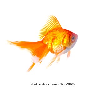 Goldfish On White Background Stock Photo 39552895 