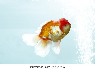 Goldfish Oranda Giant