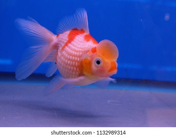 230 Pearl scale goldfish Images, Stock Photos & Vectors | Shutterstock