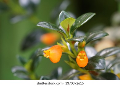 goldfish plant or nematanthus wettsteinii