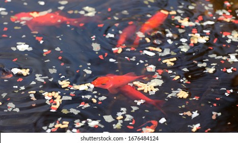 Goldfish In A Pond With Fish Food