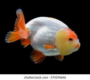 Goldfish Ranchu Isolated On Black Background Stock Photo 574194646 ...