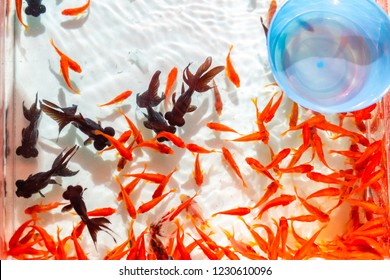 Goldfish scooping. A traditional Japanese festival game. I feel the summer image. - Powered by Shutterstock