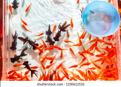 金魚すくい イラスト Stock Photos Images Photography Shutterstock