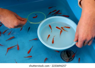 Goldfish scooping - a traditional Japanese game in which a player catch goldfish with a paper scooper - Powered by Shutterstock