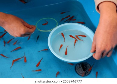 Goldfish scooping - a traditional Japanese game in which a player catch goldfish with a paper scooper. Blue background and tiny red fish. - Powered by Shutterstock