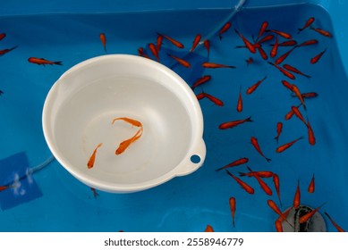 Goldfish scooping - a traditional Japanese game in which a player catch goldfish with a paper scooper. Blue background and tiny red fish. - Powered by Shutterstock