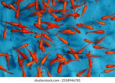 Goldfish scooping - a traditional Japanese game in which a player catch goldfish with a paper scooper. Blue background and tiny red fish. - Powered by Shutterstock