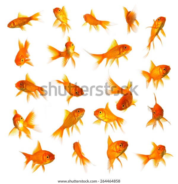 Goldfish Set Collage Isolated On White Stock Photo (Edit Now) 264464858