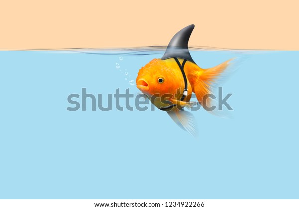 Goldfish with shark fin swim in\
blue water and cream sky, Gold fish with shark flip . Mixed\
media
