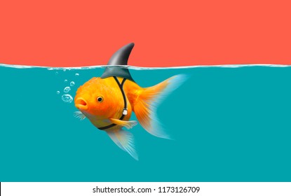 Goldfish with shark fin swim in green water and red sky, Gold fish with shark flip . Mixed media - Powered by Shutterstock